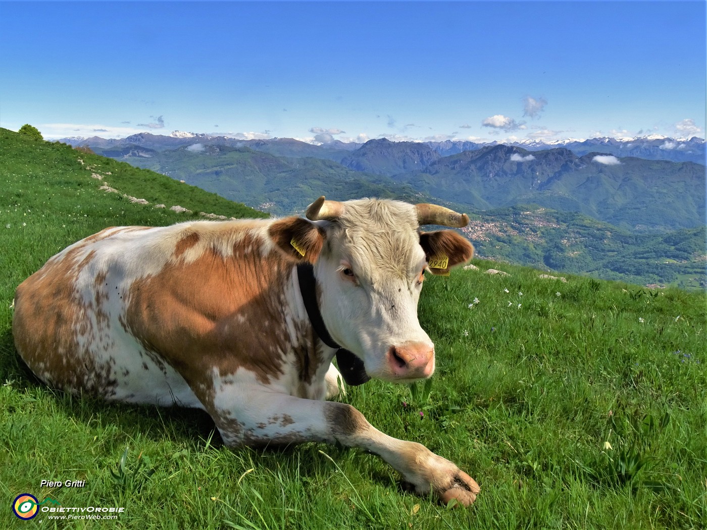 34 Mucca in siesta meridiana con vista sulle Prealpi Orobie.JPG